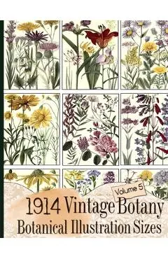 1914 Vintage Botany Botanical Illustration Sizes - C. Anders