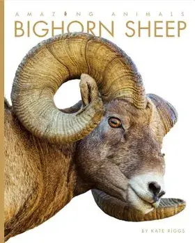 Amazing Animals: Bighorn Sheep, Paperback/Kate Riggs