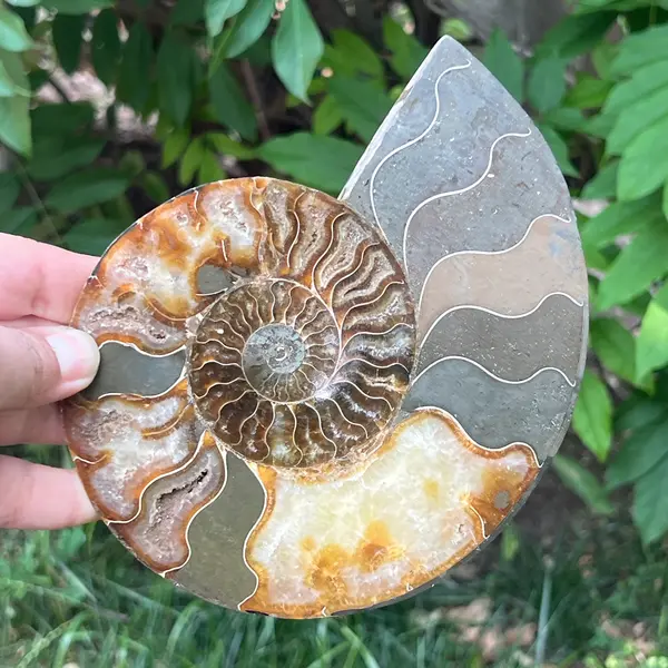 Ammonit Cleoniceras | Model 6