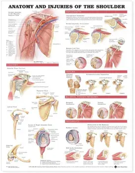 Anatomy and Injuries of the Shoulder Anatomical Chart/***