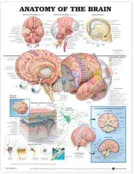 Anatomy of the Brain Anatomical Chart/***