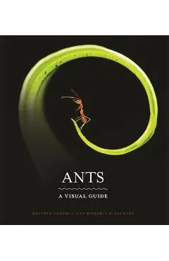 Ants: A Visual Guide - Heather Campbell