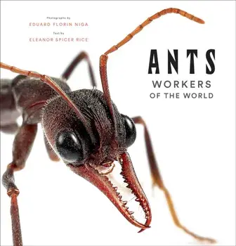 Ants: Workers of the World, Hardback/Eleanor Spicer Rice