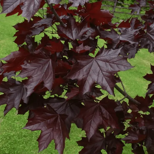 Arțar globular PA “Crimson Centry” – arbore ornamental la ghiveci Co5, 1.20 m, frunze roșu închis