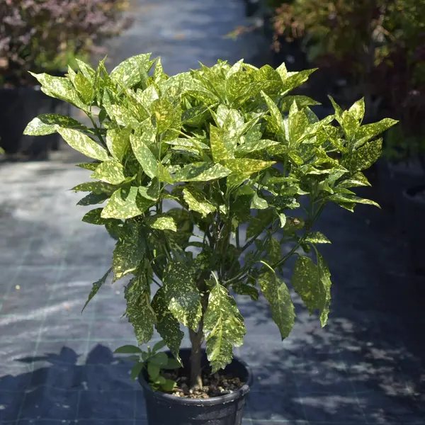 Aucuba Japonica la Ghiveci 3L – Arbust Persistent pentru Umbră (1m)
