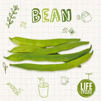 Bean, Paperback/Kirsty Holmes
