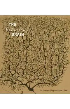Beautiful Brain