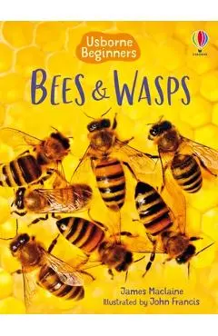 Bees and Wasps - James Maclaine