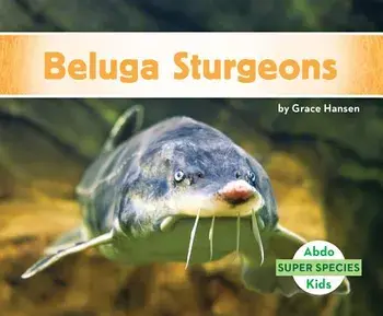 Beluga Sturgeons/Grace Hansen