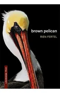 Brown Pelican - Rien Fertel