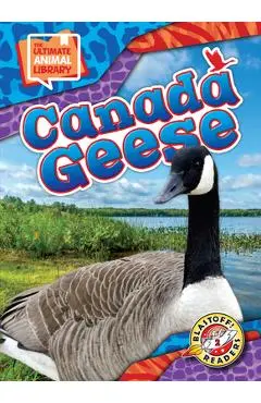 Canada Geese - Janie Scheffer