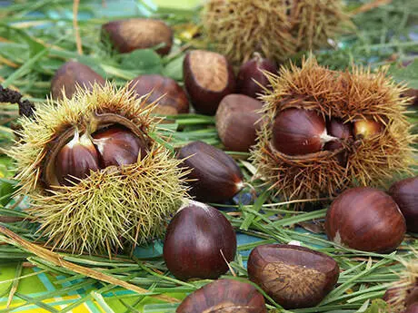 Castan comestibil (Castanea sativa) – pom fructifer 160–170 cm, an 2, ghiveci 7L, rezistent și productiv