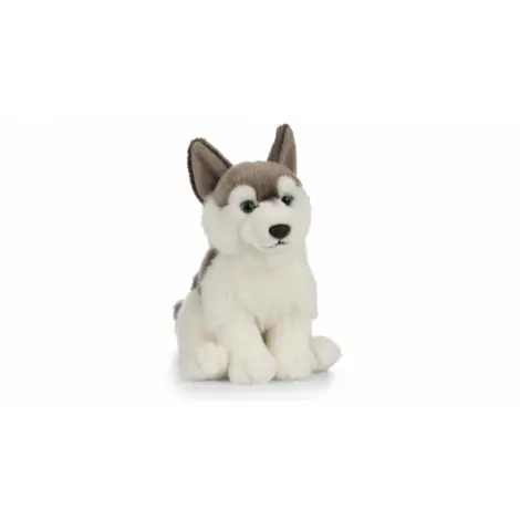 Catelus de plus husky