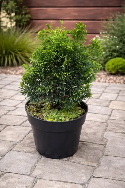 Chamaecyparis obtusa 'Nana Gracilis' – Chiparos Japonez Pitic, Port Compact