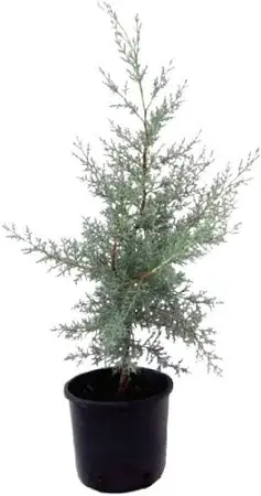 Chiparos de Arizona (Cupressus arizonica) – ghiveci 3L, înălțime 1 m, conifer ornamental veșnic verde