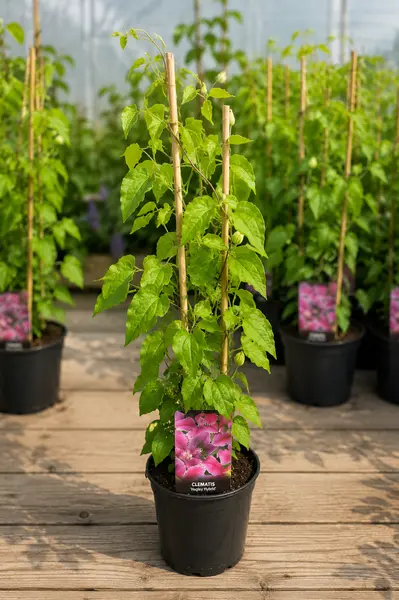 Clematis – Plantă Cățărătoare cu Flori Spectaculoase | Clematis pentru Pergole, Garduri și Grădini