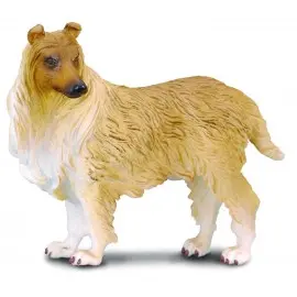 Collie cu par sarmos