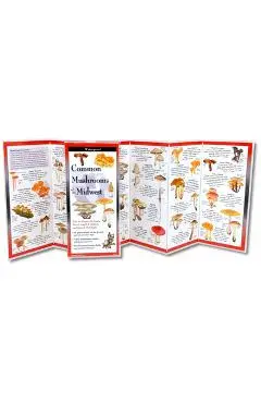 Common Mushrooms of the Midwest - Kirsten Mcknight Ward