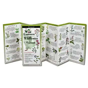 Common Wildflowers of the Midwest, Other/Michael Homoya
