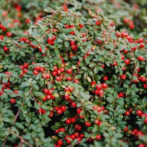 Cotoneaster procumbean Queen of Carpets Ghiveci C2L