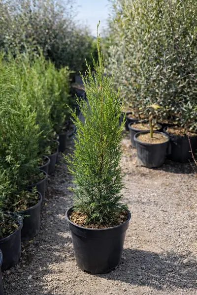 Cupressocyparis Leylandii Pyramidalis - Chiparos de Leyland Formă Piramidală, Ghiveci C3
