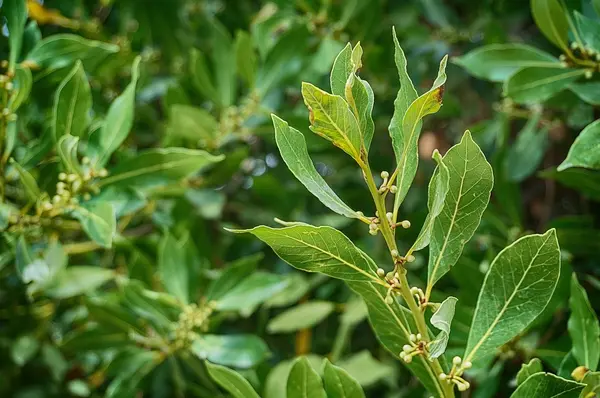 Dafin -Laurus nobilis la Ghiveci 3L