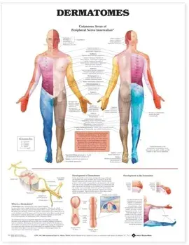 Dermatomes Anatomical Chart/***