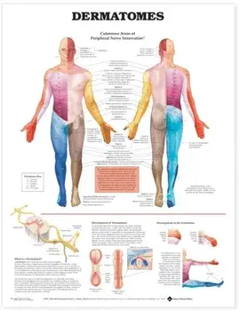 Dermatomes Anatomical Chart/***