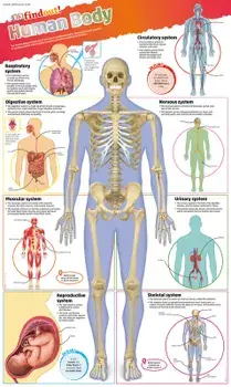 DKfindout! Human Body Poster/***