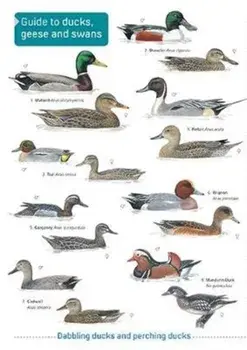 Ducks, Geese and Swans, Paperback/***