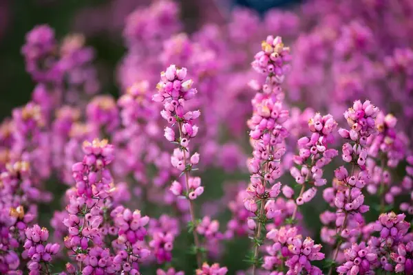 Erica cinerea - Iarbă Neagră (Ghiveci C2, 20 cm) | Înflorire Spectaculoasă de Iarnă