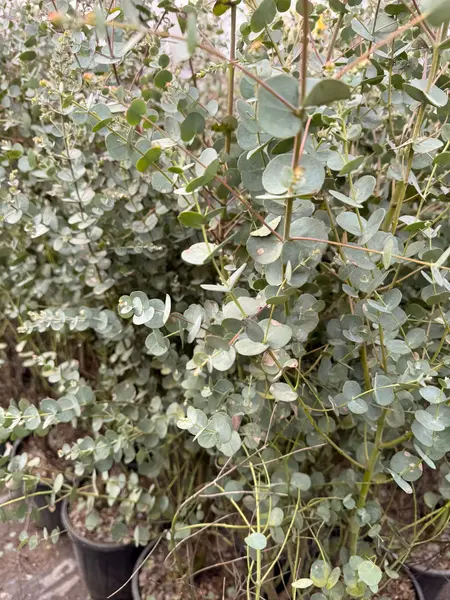 Eucalipt Azura (Eucalyptus gunnii) 160 cm – Arbust Ornamental Argintiu, Ghiveci 9L