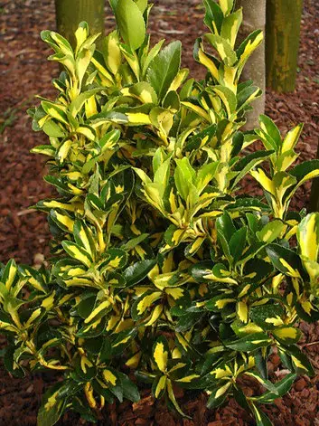 Euonymus japonicus Aureopictus - Salbă Japoneză Galbenă | Ghiveci C3