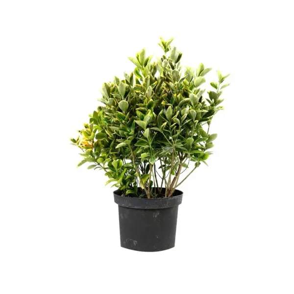 Euonymus japonicus ‘Aureus (Luna)’ – arbust ornamental la ghiveci, frunziș verde cu galben intens