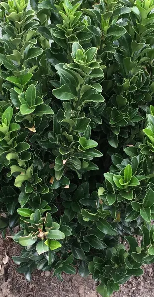 Euonymus japonicus 'Select' - Salbă Japoneză Verde | Ghiveci C3 | Gard Viu Premium