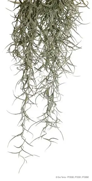 Exo Terra Planta Spanish Moss Medium