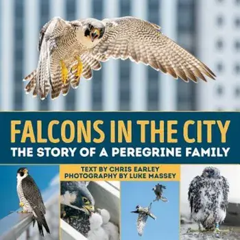 Falcons in the City: The Story of a Peregine Family, Hardcover/Chris Earley