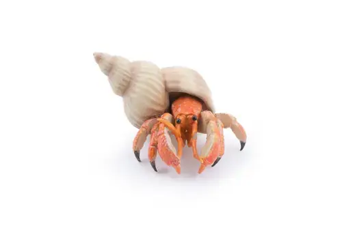 Figurina Papo Marine Life - Rac sihastru (Multicolor)