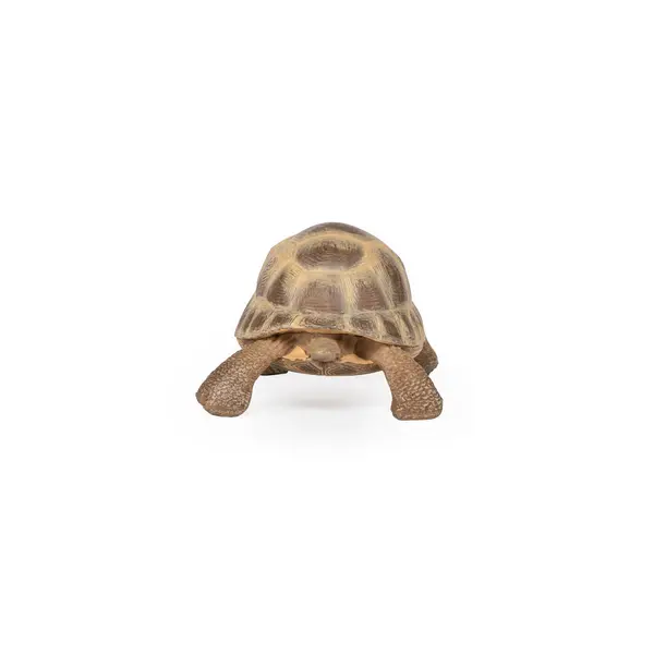 Figurina - Wild Animal Kingdom - Hermann's Tortoise | Papo