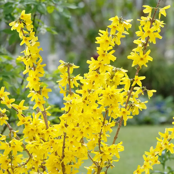 Forsythia intermedia – arbust ornamental la ghiveci, flori galbene de primăvară