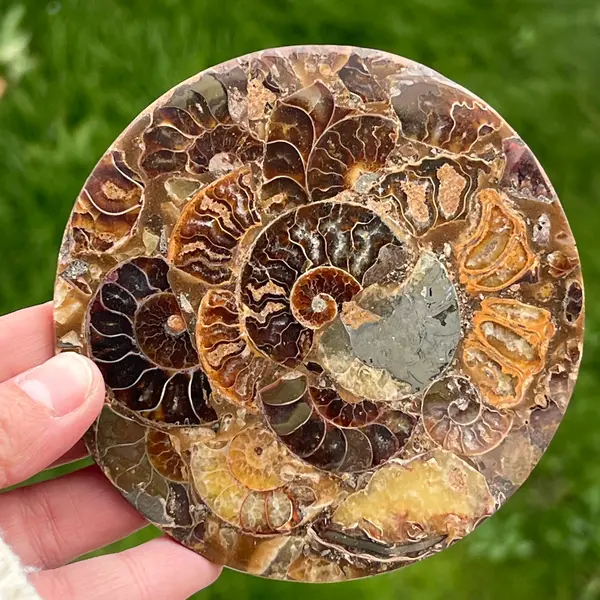 Fosil amonit felie 11.5 cm model 33
