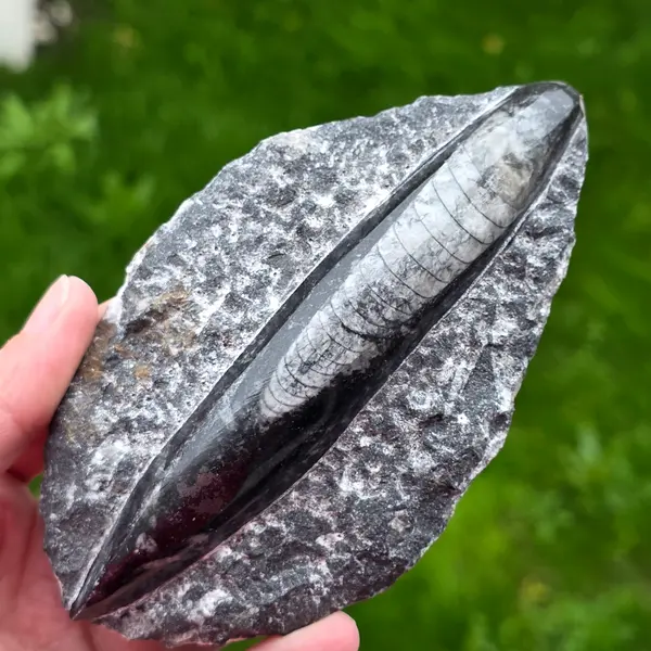 Fosil Orthoceras model 4