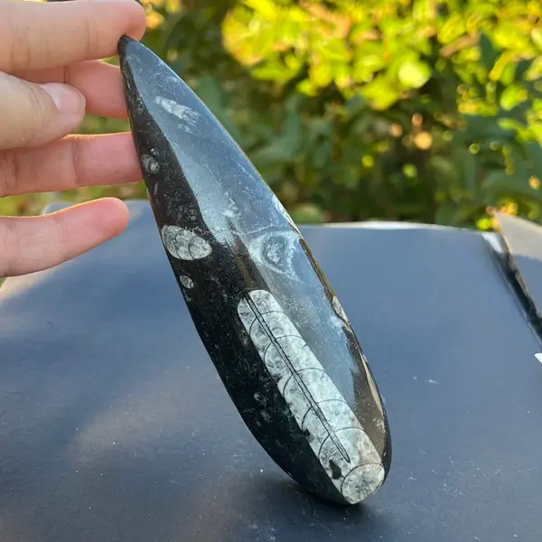 Fosil Orthoceras model 5