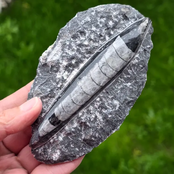 Fosil Orthoceras model 7