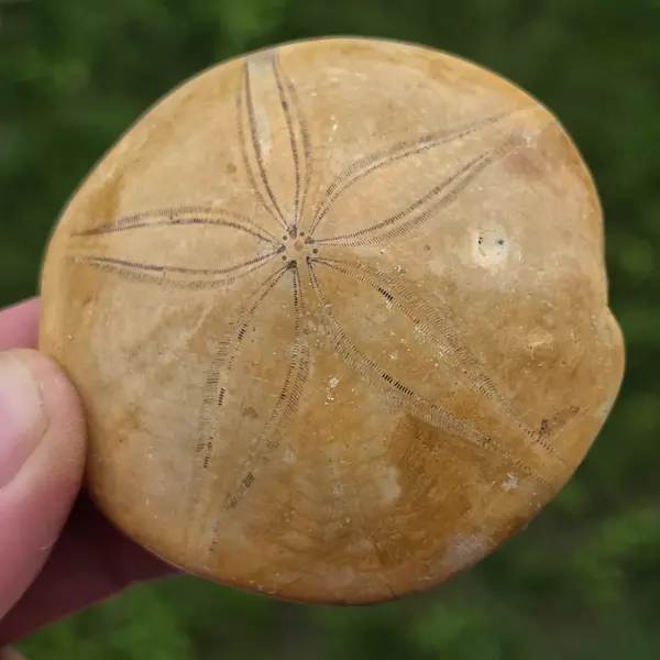 Fosilă Pygurus – Echinoderm Stea de Mare | Model 6