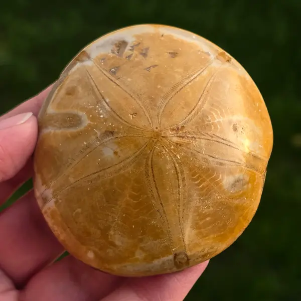 Fosilă Pygurus – Echinoderm Stea de Mare | Model 6