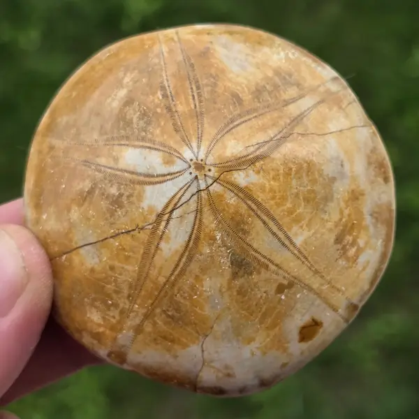 Fosilă Pygurus – Echinoderm Stea de Mare | Model 7