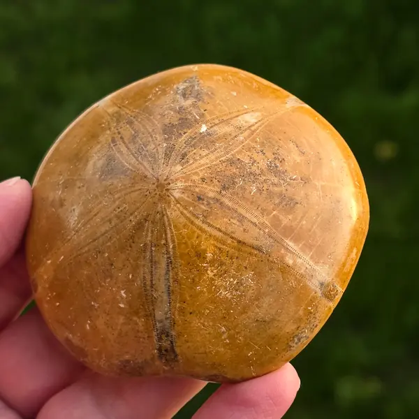 Fosilă Pygurus – Echinoderm Stea de Mare | Model 8