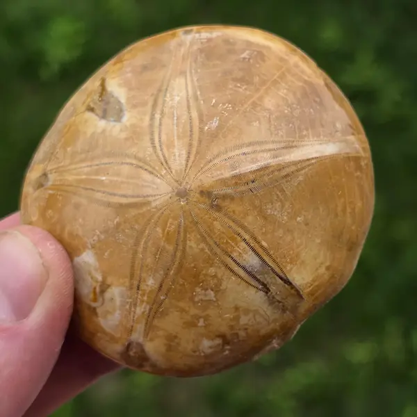 Fosilă Pygurus – Echinoderm Stea de Mare | Model 8