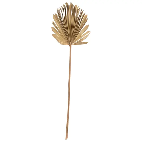 Frunza uscata HOLAS PALM - Lemn